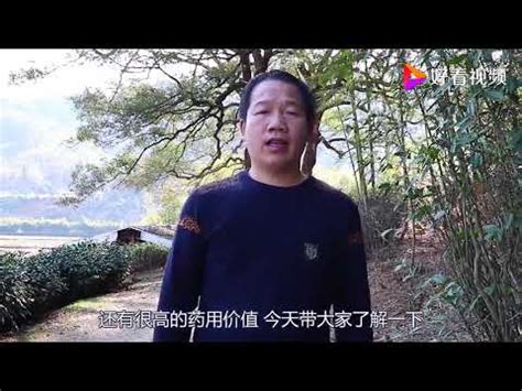 樟樹葉功效|【樟樹葉用途】揭密樟樹葉的神奇用途！從除臭抗菌到美容養生，。